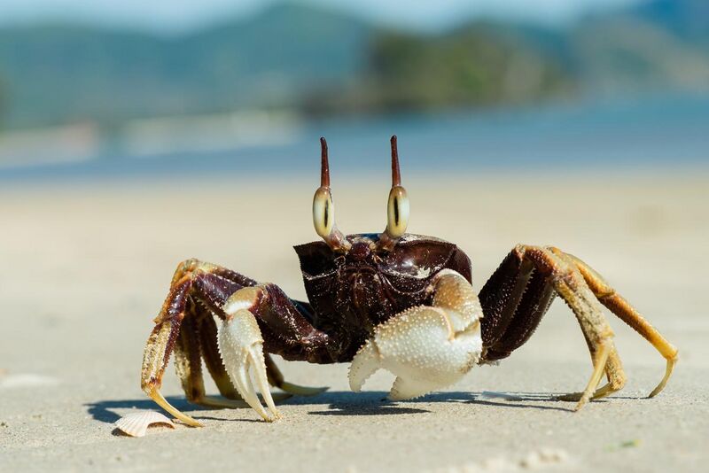 File:Ocypode-ceratophthalma-horned-ghost-crab-krabi-thailand.jpg