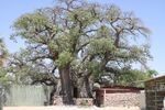 Ombalantu Baobab Tree.jpg