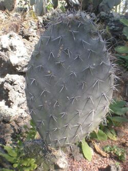 Opuntia fuliginosa 1c.JPG