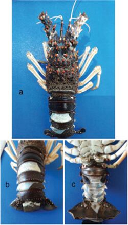 Panulirus inflatus (10.3897-zookeys.784.25082) Figure 2.jpg