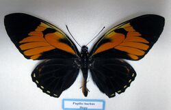 Papilio bachus 1106.JPG