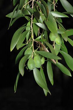 Persoonia amaliae.jpg