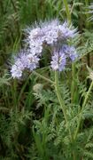 Phacelia tanacetifolia RHu 001.JPG