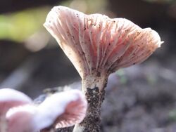 Pink Mushroom Ferndale Park, likely to be Hygrocybe reesiae.JPG