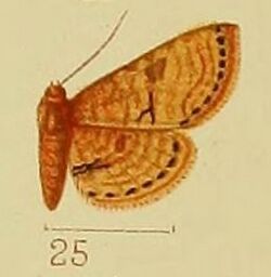 Pl.41-fig.25-Kalenga discata (Warren, 1905) (syn.R.discata).JPG