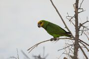 A green parrot with a yellow face