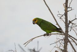 Poicephalus flavifrons -near Bishangari Lodge, Ethiopia-8.jpg