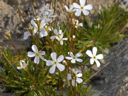 Primulaceae - Androsace lactea.jpg