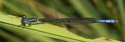 Pseudagrion inopinatum 2014 03 11 a.jpg