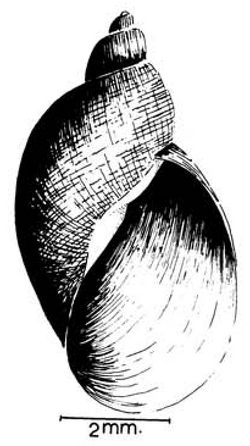 Pseudosuccinea columella shell.png