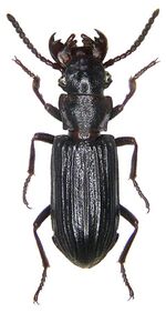 Pseudozaena opaca (Chaudoir, 1868) (3545394127).jpg