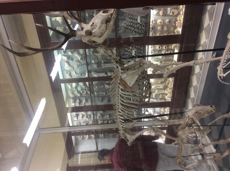 File:Red Deer skeleton found at Ghar Dalam, Malta, now at Ghar Dalam Museum.jpeg