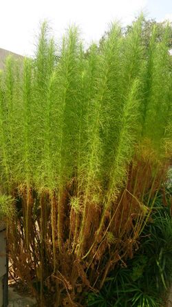 Redstem wormwood (Artemisia scoparia).jpg