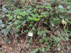 Rubus sieboldii - Miyajima Natural Botanical Garden - DSC02329.JPG