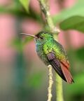 Rufous-tailed Hummingbird JCB.jpg