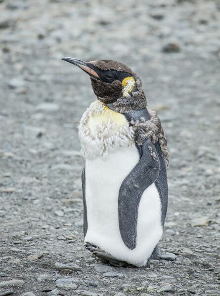 File:SGI-2016-South Georgia (Fortuna Bay)–King penguin (Aptenodytes patagonicus) 05.jpg
