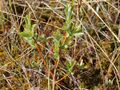Salix pedicellaris 5482692.jpg