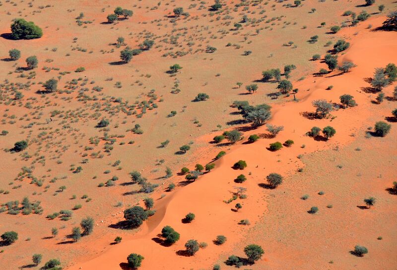 File:Sand dune in the Kalahari Desert (Namibia).jpg