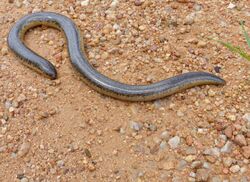Schlegel's Beaked Snake (Rhinotyphlops schlegelii) (13800597024).jpg