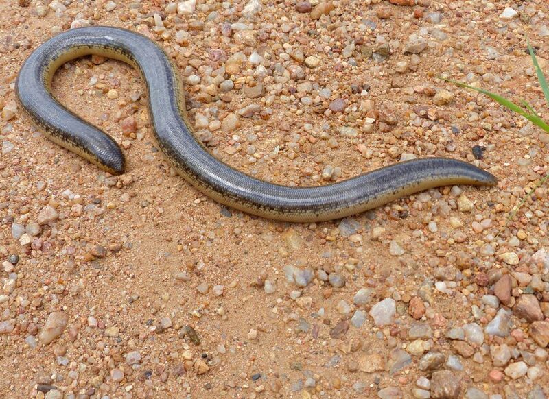 File:Schlegel's Beaked Snake (Rhinotyphlops schlegelii) (13800597024).jpg