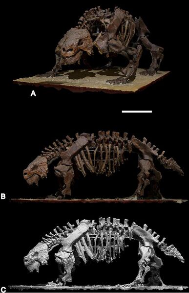 File:Scutosaurus skeleton PIN 2005-1537.jpg
