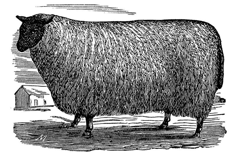 File:Shropshire Sheep • p166 • Brett's Colonists' Guide 1883.jpg