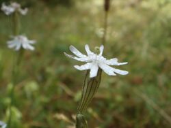 Silene italica 1.JPG