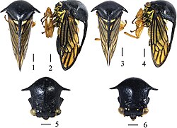 Sinocentrus brevicornis (10.3897-zookeys.886.36672) Figures 1–6.jpg
