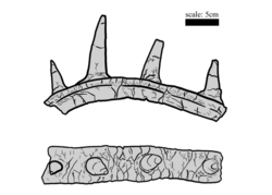 Spicomellus afer holotype illustration.png