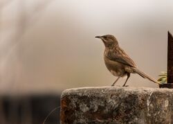 Striated babbler HR.jpg