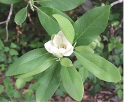 White flower surrounded by long green leaves.