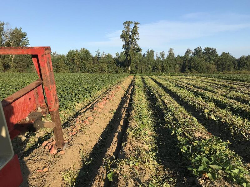 File:Sweetpotato harvest in Nash County, North Carolina.jpg