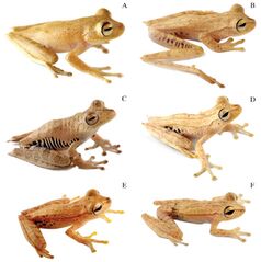 Six light brown treefrogs, labeled A to E