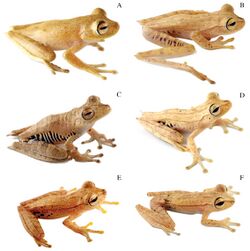 Systematics-of-treefrogs-of-the-Hypsiboas-calcaratus-and-Hypsiboas-fasciatus-species-complex-(Anura-ZooKeys-370-001-g009.jpg