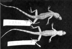 Tenuidactylus fortmunroi.jpg