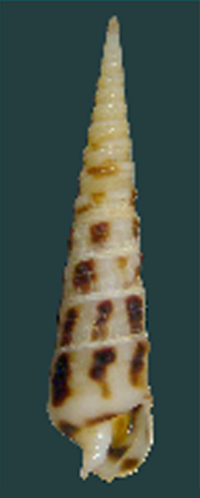 Terebra argosyia shell.png