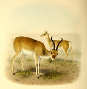The book of antelopes (1894) Gazella przewalskii.png
