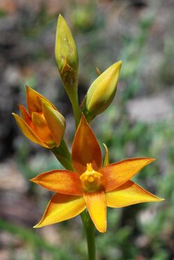 Thelymitra yorkensis (4595293172).jpg