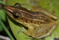 Three-striped Grass Frog (Hylarana macrodactyla) 長趾蛙4.jpg