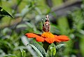 Tithonia rotundifolia with butterfly 4835.jpg
