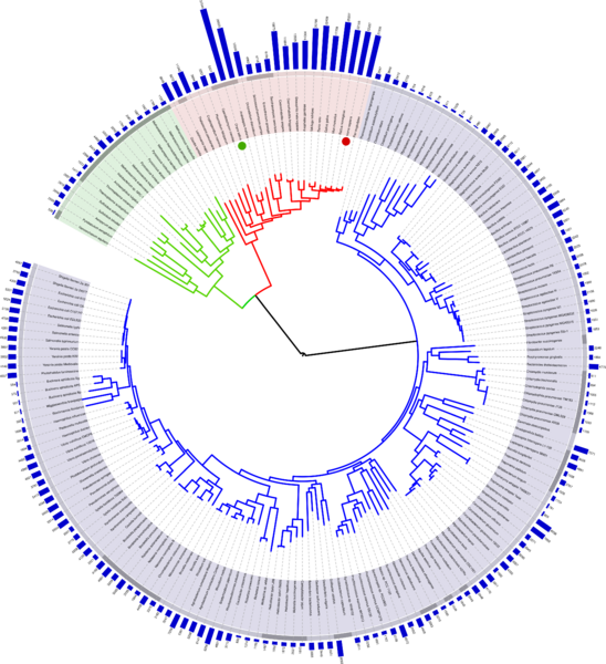 File:Tree of life with genome size.svg