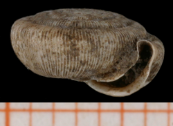 Trissexodon constrictus shell.png