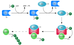 Ubiquitylation.svg