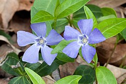 Vinca minor Nashville.jpg