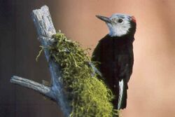 White-headed woodpecker.jpg