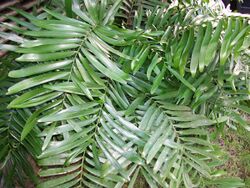 Zamia amblyphyllidia (sin. Zamia erosa), Puerto RIco.jpg