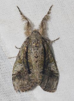 - 8292 – Dasychira tephra – Tephra Tussock Moth (probable) (18931047520).jpg