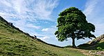 2018-06-07 Sycamore Gap Tree (Acer pseudoplatanus), next to Hadrian’s Wall UK.jpg