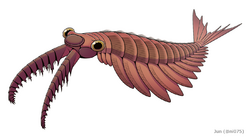 20191203 Anomalocaris canadensis.png
