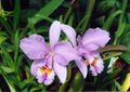A and B Larsen orchids - Cattleya gaskelliana 876-9.jpg